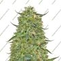 LSD Feminized Marijuana Strain by Barneys Farm Big Discount 40% OFF Clearance Sale