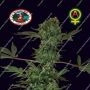 Cheese Auto Feminized Marijuana Strain by Big Buddha Seeds Big Discount 40% OFF Clearance Sale
