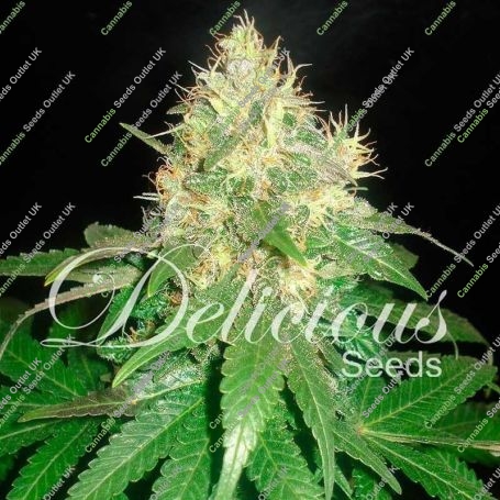 Northern Light Blue Feminized Marijuana Strain by Delicious Seeds Big Discount 40% OFF Clearance Sale