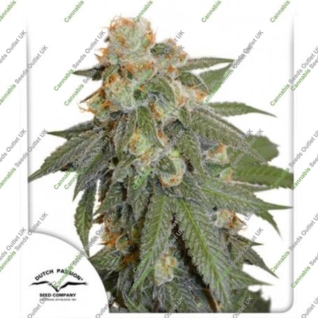 Orange Bud Auto Feminized Marijuana Strain by Dutch Passion Big Discount 40% OFF Clearance Sale