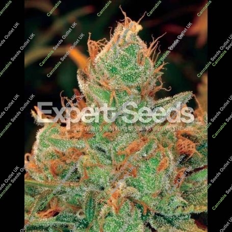 Gorilla Lilly Feminized Marijuana Strain by Expert Seeds Big Discount 40% OFF Clearance Sale