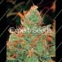 Gorilla Lilly Feminized Marijuana Strain by Expert Seeds Big Discount 40% OFF Clearance Sale