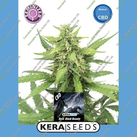 CBD Black Beauty Feminized Marijuana Strain by Kera Seeds Big Discount 40% OFF Clearance Sale