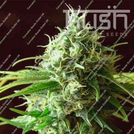 Cheese Kush Regular Marijuana Strain by Kush Seeds Big Discount 40% OFF Clearance Sale