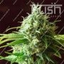 Cheese Kush Regular Marijuana Strain by Kush Seeds Big Discount 40% OFF Clearance Sale