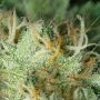 Cheese Kush Regular by Kush Seeds Best High THC Cannabis Seeds Discounted - Buy Cheap UK USA Canada Thailand EU