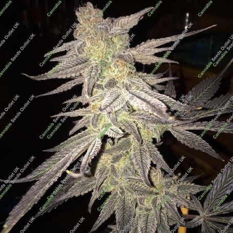 Blueberry Bud Regular Marijuana Strain by Sagarmatha Seeds Big Discount 40% OFF Clearance Sale