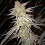Blueberry Bud Regular Marijuana Strain by Sagarmatha Seeds Big Discount 40% OFF Clearance Sale