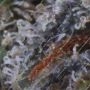 Blueberry Bud Regular by Sagarmatha Seeds Best High THC Cannabis Seeds Discounted - Buy Cheap UK USA Canada Thailand EU