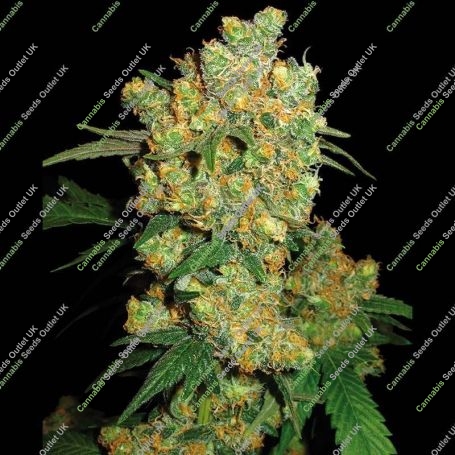 Big Bud Regular Marijuana Strain by Sensi Seed Bank Big Discount 40% OFF Clearance Sale
