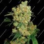 Big Bud Regular Marijuana Strain by Sensi Seed Bank Big Discount 40% OFF Clearance Sale