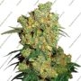 Sensi Seed Bank Big Bud Grow Weed Cheap For Sale Discounted Lowest Price Online
