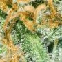 Big Bud Regular by Sensi Seed Bank Best High THC Cannabis Seeds Discounted - Buy Cheap UK USA Canada Thailand EU