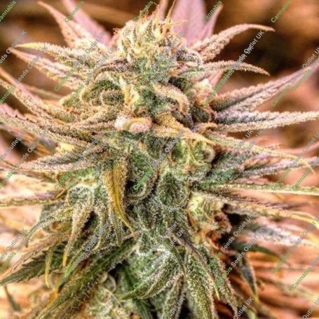 Gold Bar Kush Feminized Marijuana Strain by Spliff Seeds Big Discount 40% OFF Clearance Sale