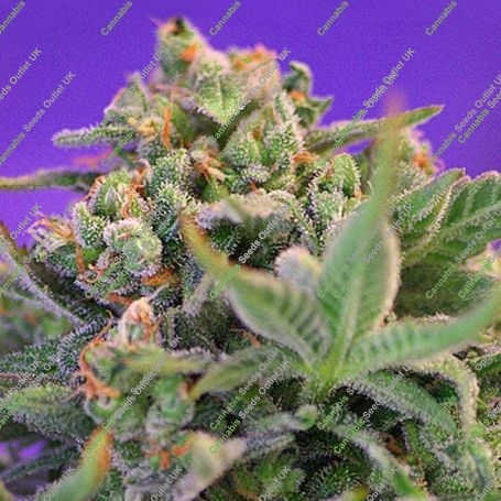 Cheese Feminized Marijuana Strain by Sweet Seeds Big Discount 40% OFF Clearance Sale