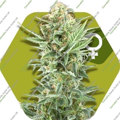 Power Kush Feminized Marijuana Strain by Zambeza Seeds Big Discount 40% OFF Clearance Sale