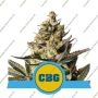 CBG Auto Feminized Marijuana Strain by Royal Queen Seeds Big Discount 40% OFF Clearance Sale