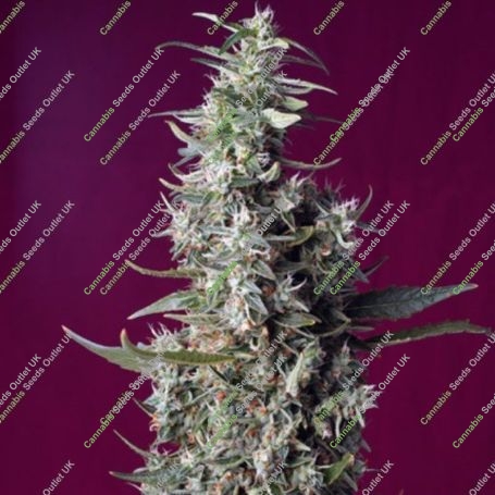 Sweet Cherry Pie Feminized Marijuana Strain by Sweet Seeds Big Discount 40% OFF Clearance Sale