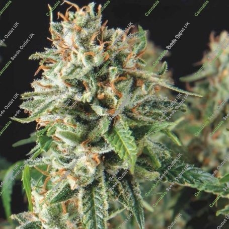 Super OG Kush Auto Marijuana Strain by Pyramid Seeds Big Discount 40% OFF Clearance Sale