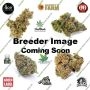 Top Shelf Elite MAC Flurry Weed Seeds Smoke Buds Ganja Skunk Dope Pot Images Pics Nuggets