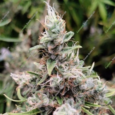African Gas Marijuana Strain by Ace Seeds For Sale Online at Cannabis Seeds Outlet
