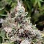 African Gas Marijuana Strain by Ace Seeds For Sale Online at Cannabis Seeds Outlet