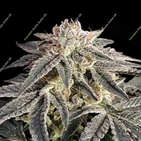Permanent Marker Marijuana Strain by Advanced Seeds For Sale Online at Cannabis Seeds Outlet