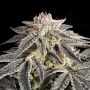 Permanent Marker Marijuana Strain by Advanced Seeds For Sale Online at Cannabis Seeds Outlet