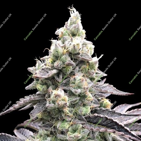 Acai Mintz Auto Marijuana Strain by Advanced Seeds For Sale Online at Cannabis Seeds Outlet
