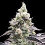 Acai Mintz Auto Marijuana Strain by Advanced Seeds For Sale Online at Cannabis Seeds Outlet