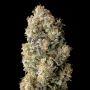 Advanced Seeds Acai Mintz Weed Seeds Smoke Buds Ganja Skunk Dope Pot Images Pics Nuggets
