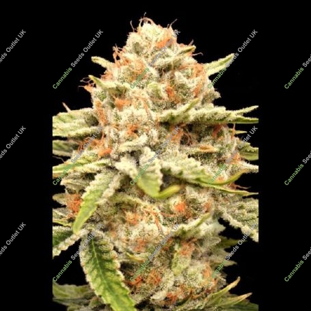 Garlicane Marijuana Strain by Advanced Seeds For Sale Online at Cannabis Seeds Outlet