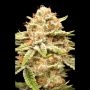 Garlicane Marijuana Strain by Advanced Seeds For Sale Online at Cannabis Seeds Outlet