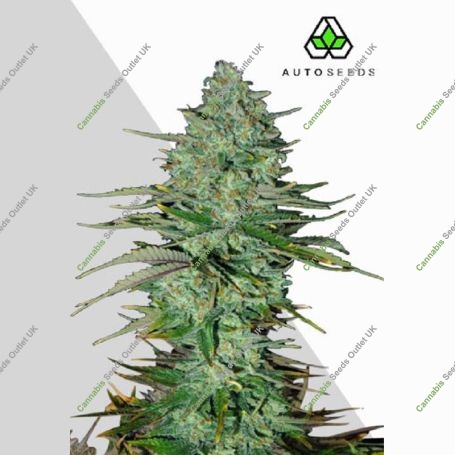 Apple Fritters Auto Marijuana Strain by Auto Seeds For Sale Online at Cannabis Seeds Outlet