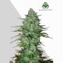 Apple Fritters Auto Marijuana Strain by Auto Seeds For Sale Online at Cannabis Seeds Outlet