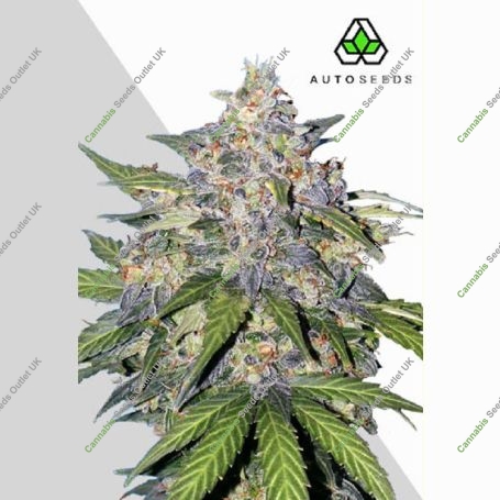 Blueberry Auto Marijuana Strain by Auto Seeds For Sale Online at Cannabis Seeds Outlet