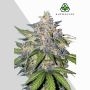 Blueberry Auto Marijuana Strain by Auto Seeds For Sale Online at Cannabis Seeds Outlet