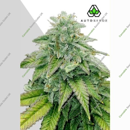 Bruce Banner Auto Marijuana Strain by Auto Seeds For Sale Online at Cannabis Seeds Outlet