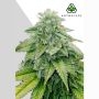 Bruce Banner Auto Marijuana Strain by Auto Seeds For Sale Online at Cannabis Seeds Outlet