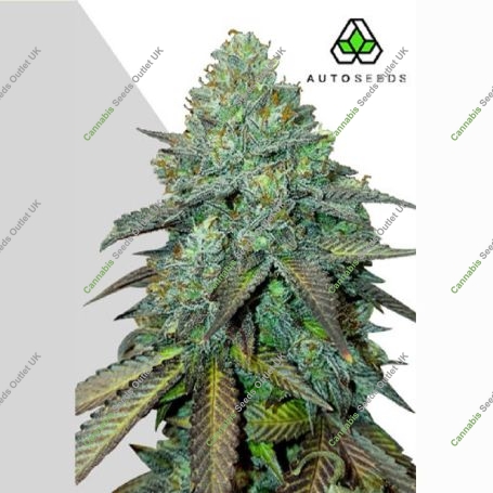Gelato Auto Marijuana Strain by Auto Seeds For Sale Online at Cannabis Seeds Outlet