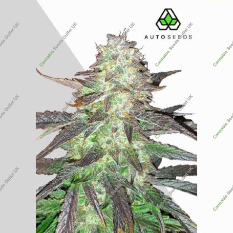 Ghost Train Haze Auto Marijuana Strain by Auto Seeds For Sale Online at Cannabis Seeds Outlet