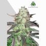 Ghost Train Haze Auto Marijuana Strain by Auto Seeds For Sale Online at Cannabis Seeds Outlet