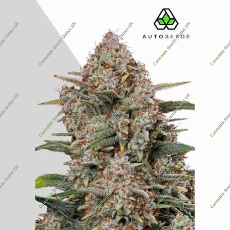 Gorilla Cookies Auto Marijuana Strain by Auto Seeds For Sale Online at Cannabis Seeds Outlet