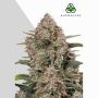 Gorilla Cookies Auto Marijuana Strain by Auto Seeds For Sale Online at Cannabis Seeds Outlet