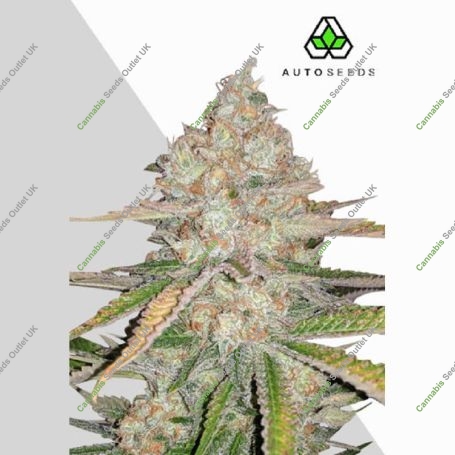 Pineapple Express Auto Marijuana Strain by Auto Seeds For Sale Online at Cannabis Seeds Outlet