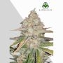 Pineapple Express Auto Marijuana Strain by Auto Seeds For Sale Online at Cannabis Seeds Outlet