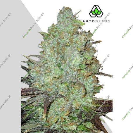 Granddaddy Purple Auto Marijuana Strain by Auto Seeds For Sale Online at Cannabis Seeds Outlet