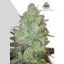 Granddaddy Purple Auto Marijuana Strain by Auto Seeds For Sale Online at Cannabis Seeds Outlet