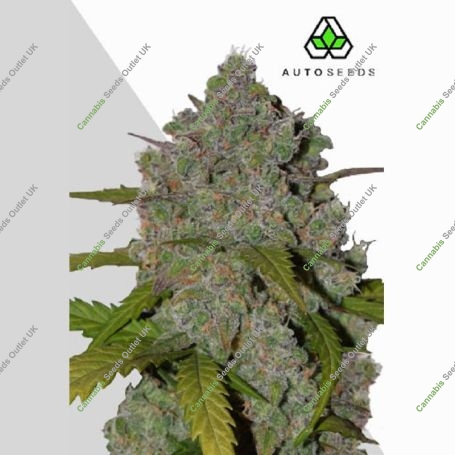 Green Crack Auto Marijuana Strain by Auto Seeds For Sale Online at Cannabis Seeds Outlet