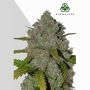 Green Crack Auto Marijuana Strain by Auto Seeds For Sale Online at Cannabis Seeds Outlet